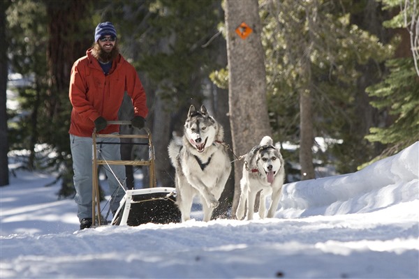 Mammoth Lakes Trail System | Dog Sledding the Lookout Mountain Loop